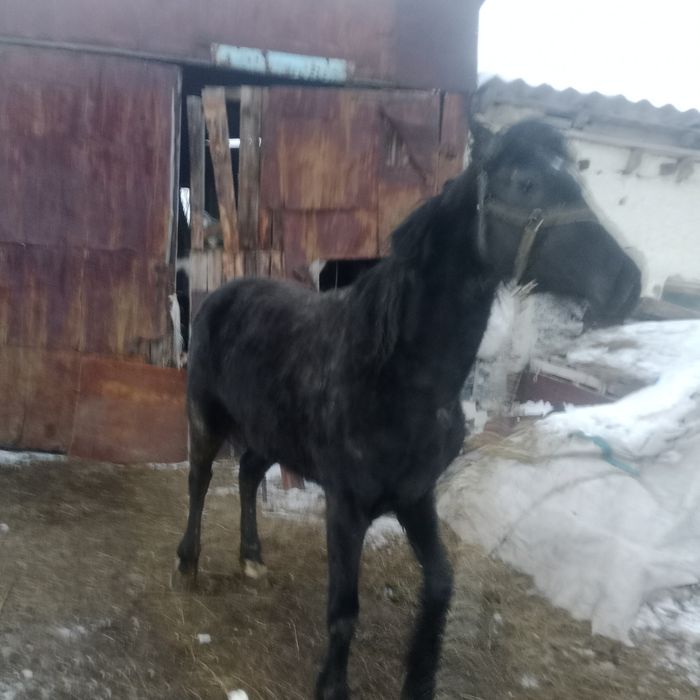 Продается кобыла