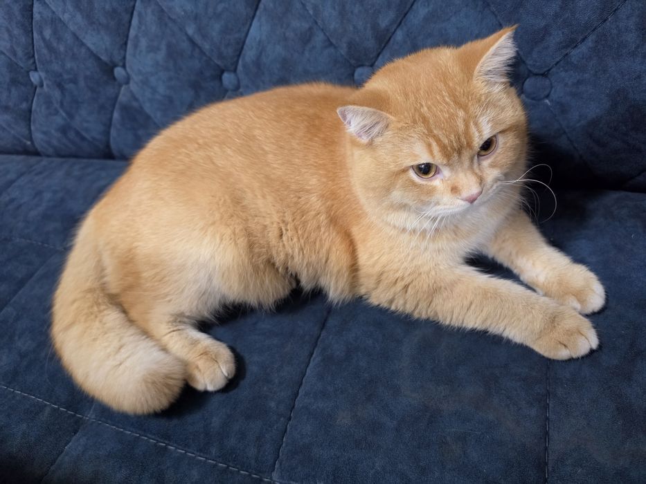 Срочно продается золотая шиншила мальчик 1.2г