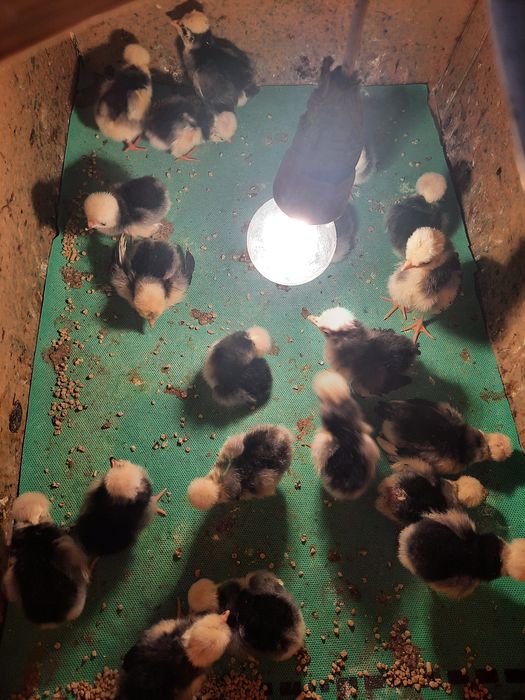 Vând pui moțată olandeză