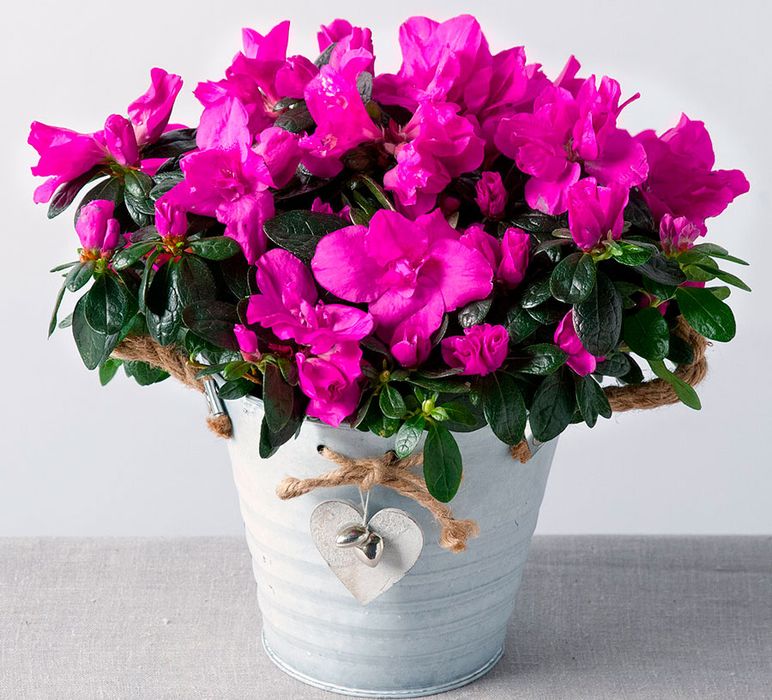 Домашние цветущие цветы фото Домашние цветущие цветы фото