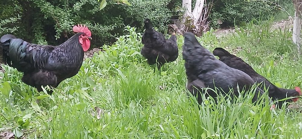 Gigant Qora shahzoda   tovuqlari, joʻjalari va tuxumlari sotiladi