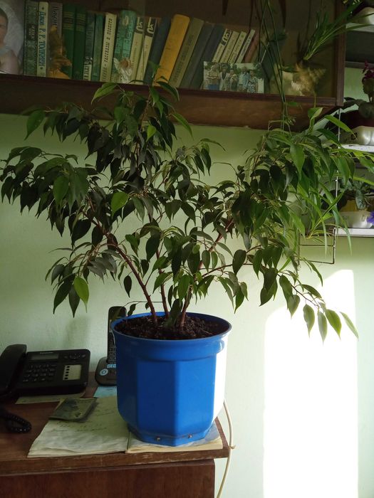 продам фикус бенджамина