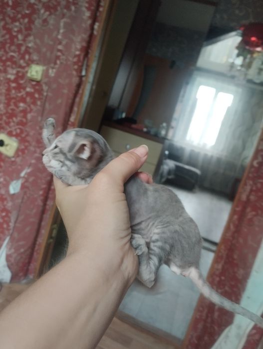 Продам донского сфинкса