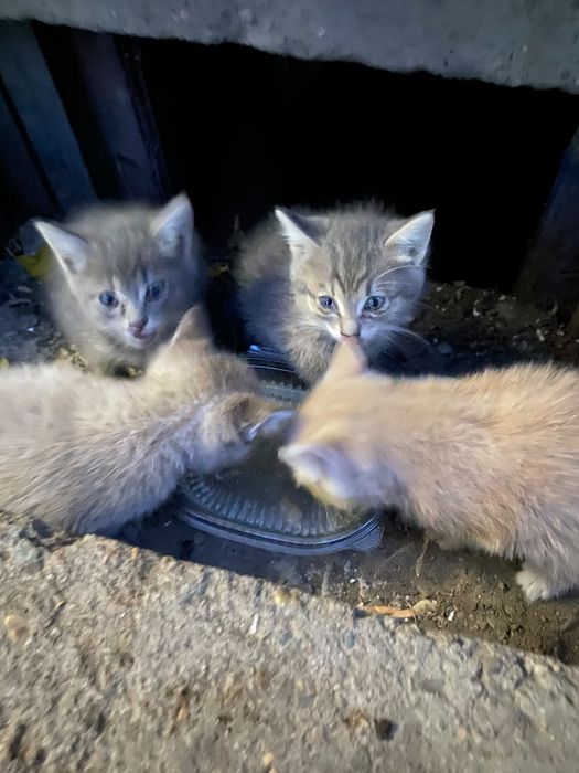 Котята срочно помогите