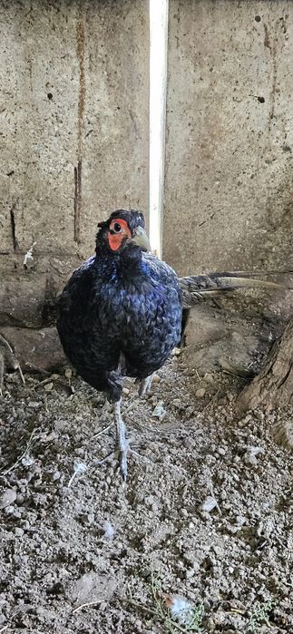 Vând fazan mascul tenebros