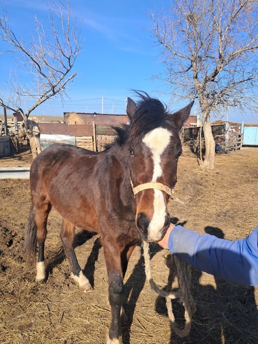 Кунан сатам мынгы жуас