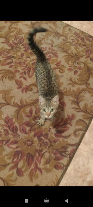 Кошка  бесплатно