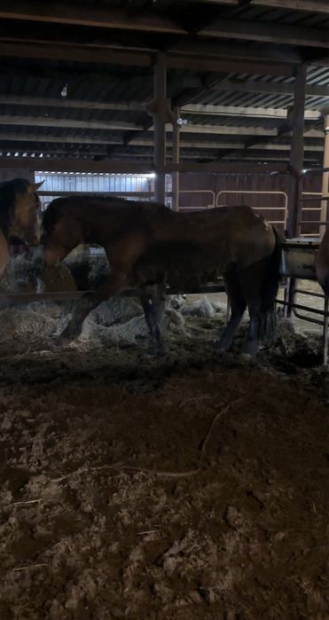 Жеребцы 4 летки мощные