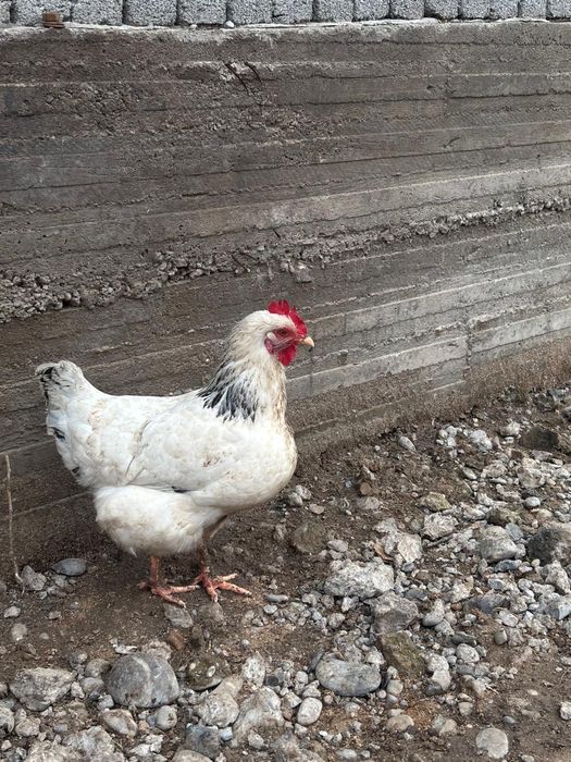 Продаю куры домашние  шымкент