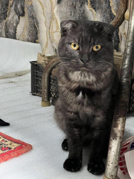 Скотиш фолд здаровые