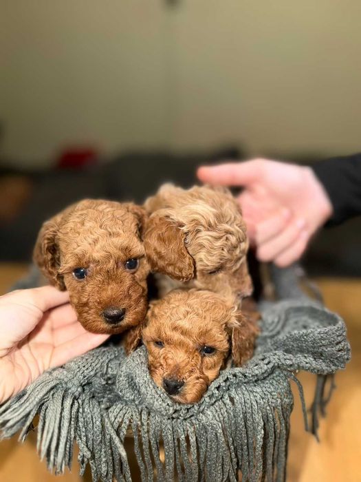 Сладки пудели той