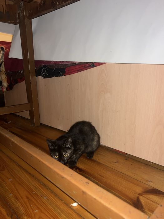 Подарявам котенца
