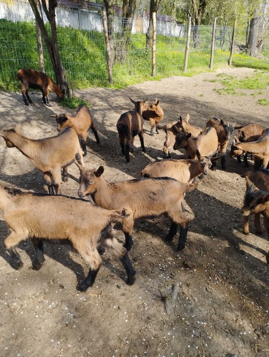 Iezi alpina Franceză