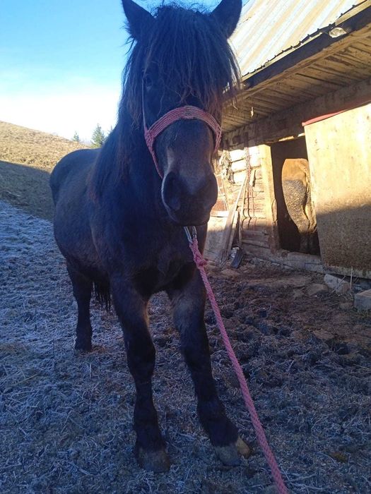 Vand  sau schimb manz