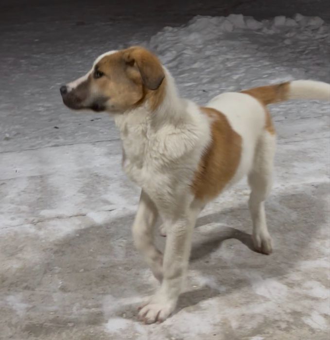 Отдам добрые руки алабай 5 месяцев