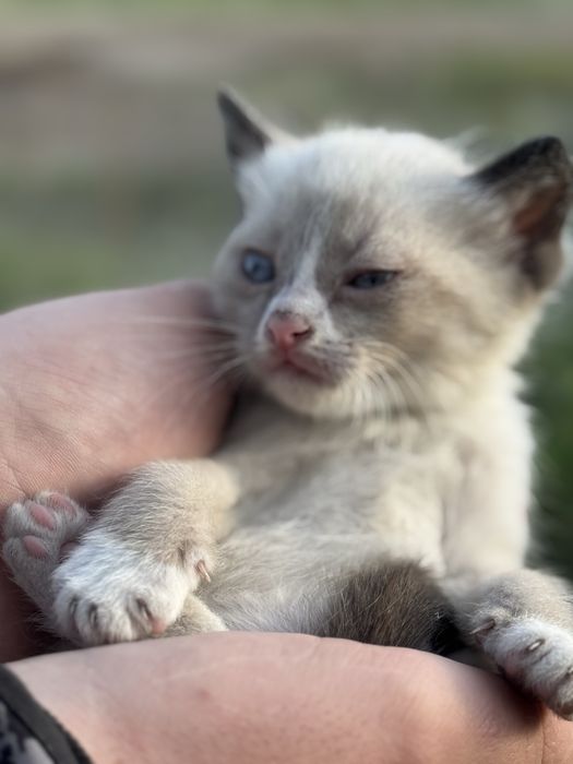 Котята Аксу бесплатно