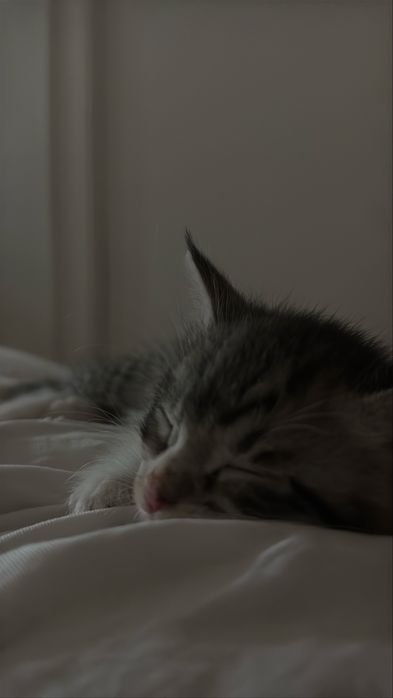 Отдаю котенка в добрые руки