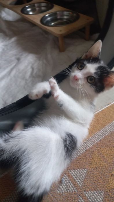 Котёнок, 1.5 месяца, в добрые руки