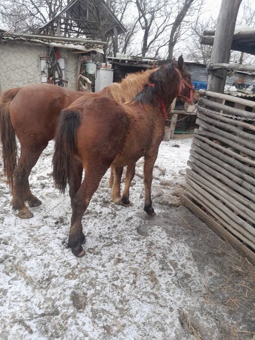 De vânzare tot ce se vede