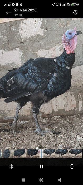 1 штук жас Үндік қораз сатылады.