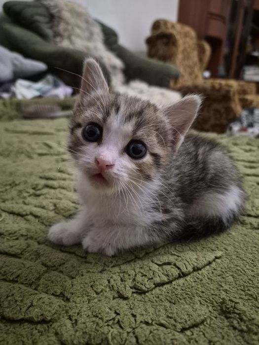 Милые котята ждут своих добрых хозяев! .