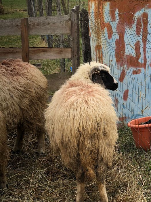 Vand mieluta brează