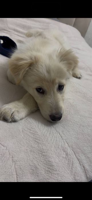 Щенок в добрые руки!