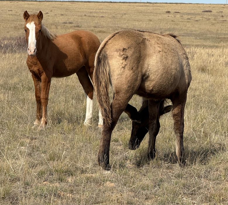 Циччолина покер ойнайды және порно көреді.