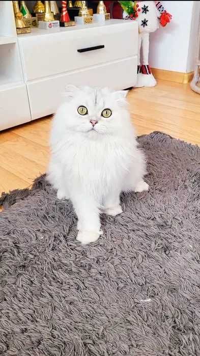 Scottish fold baiat cu pedigree wcf