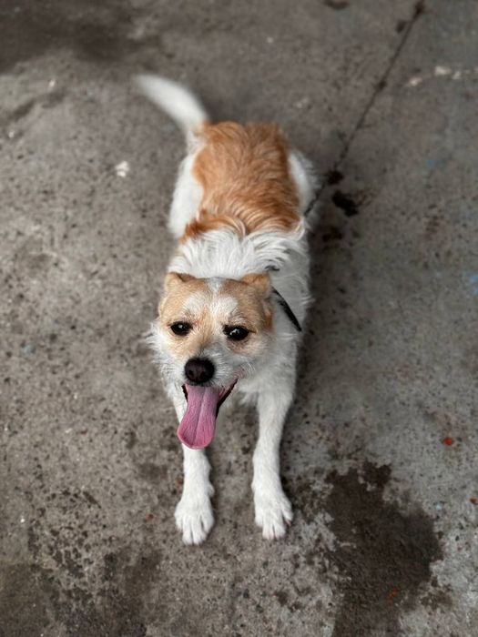 Отдам бесплатно в надёжные руки