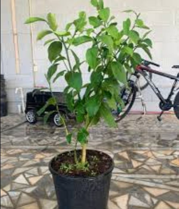 Limon kochat sotiladi