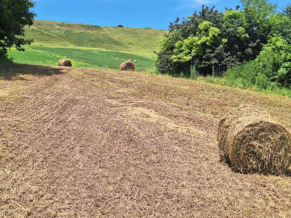 Vând Baloți Lucernă