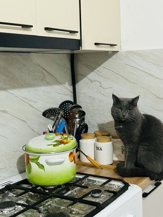 Пропал кот! Вознаграждение