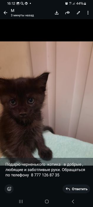 Котята бесплатно в добрые руки.