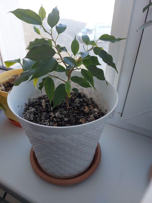 Цветы комнатные разные