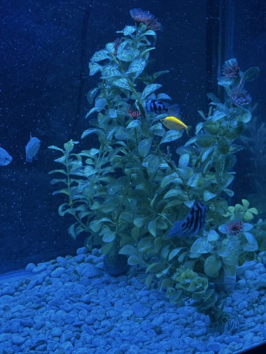 Продам Аквариум