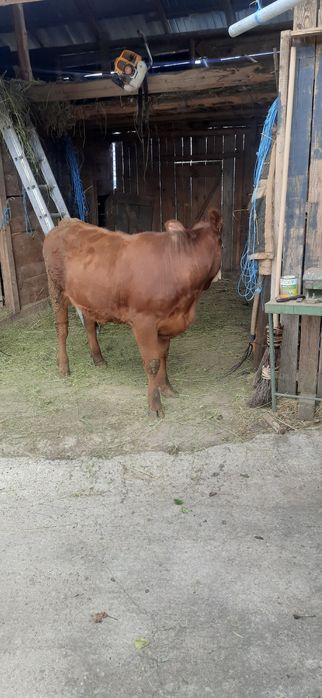 Animale de vanzare