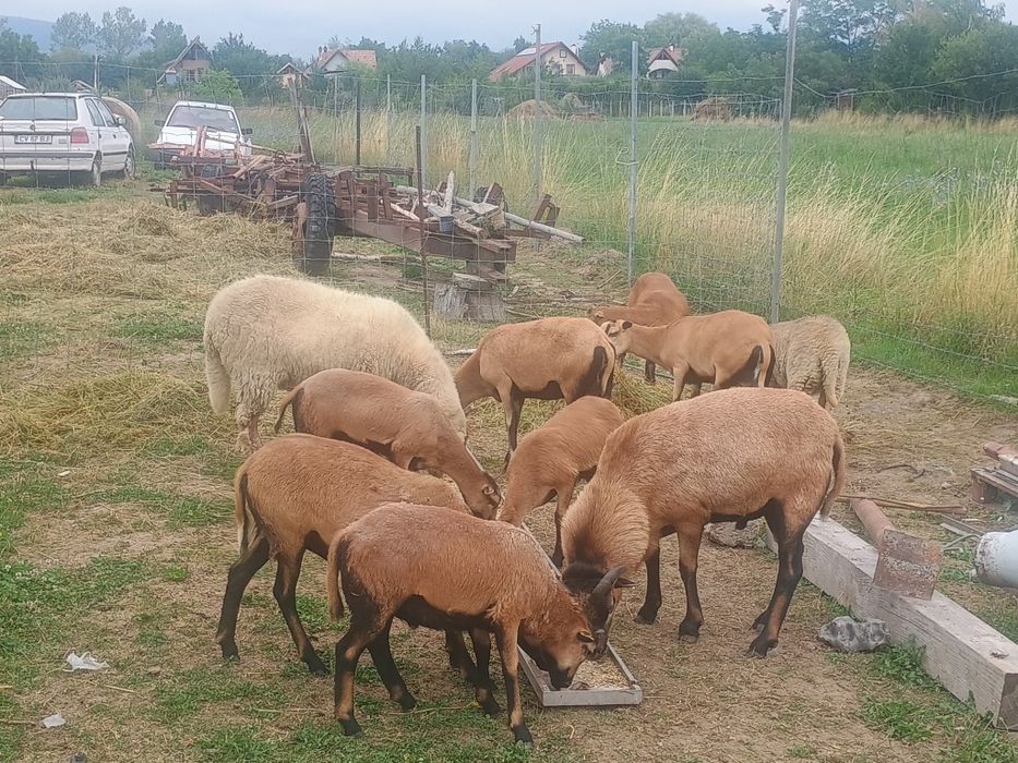 Oi Cameron de vinzare