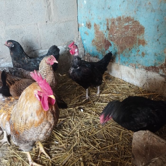 Продам куры домашние