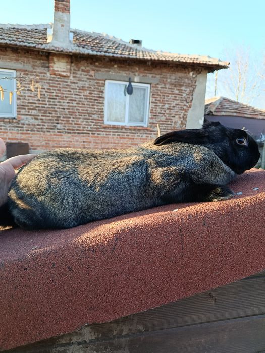 Зайци на 4 месеца