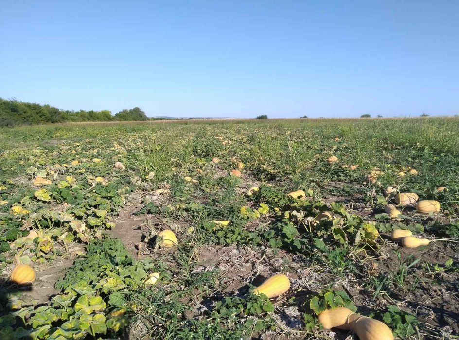 Продавам семена за посев отсладки български тикви кестени и сладки циг