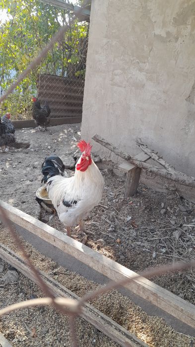 Продаётся петушок