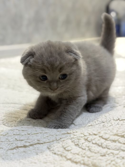 Продается котёнок
