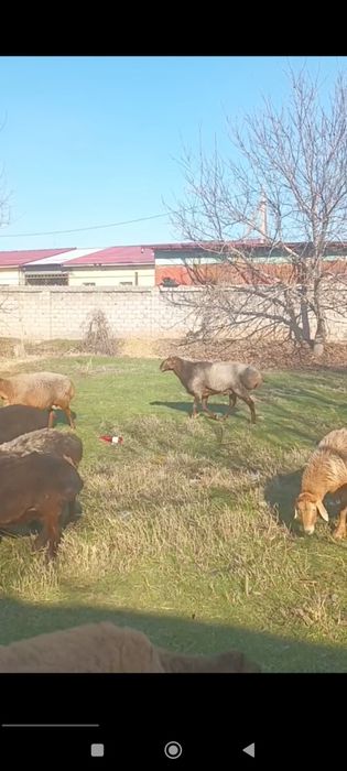 Кучкор сотилади эдил бай