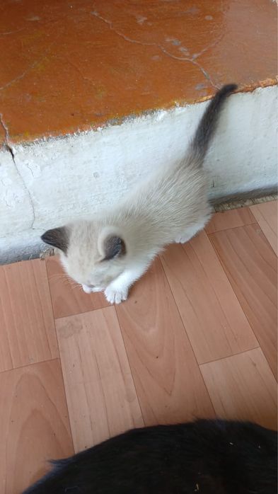 Отдам в хорошие руки котят