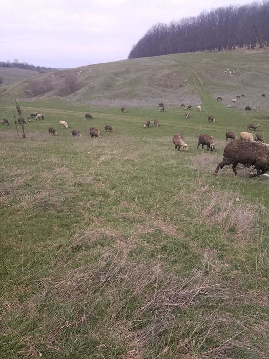 Продавам агнета за Великден