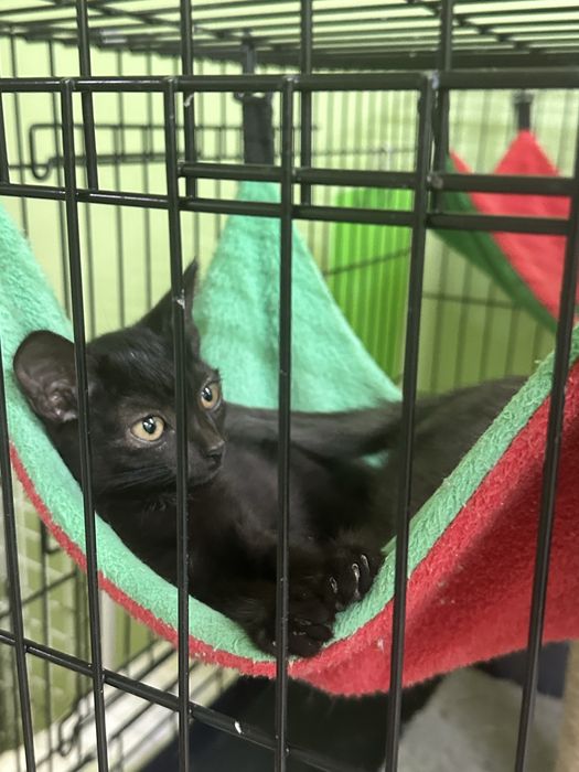 Котик Миша в добрые руки