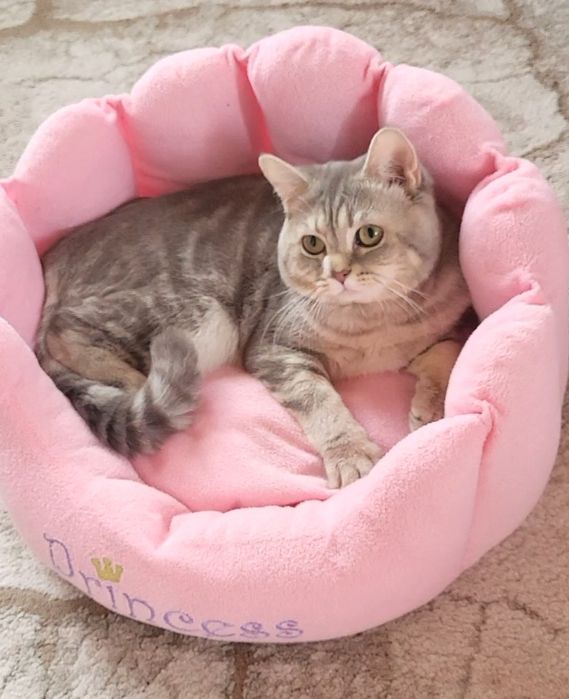 British shorthait tobby