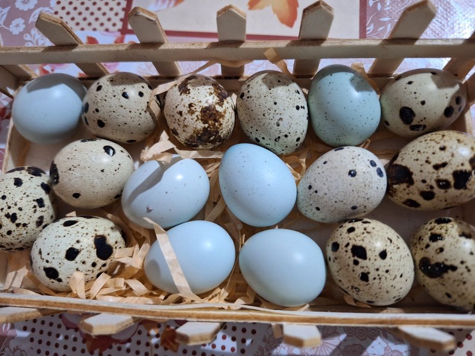 Prepelite giganta polara, japoneza mare , jumbo-gold ,celadon