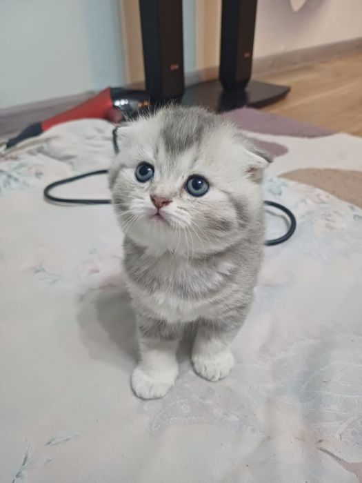Продам шотландский котят